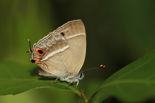 Chrysozephyrus splendidulus