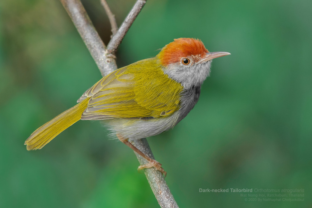 Dark-necked Tailorbird photo