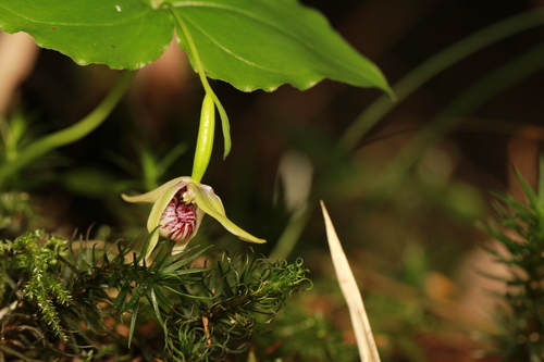 Cypripedium debile