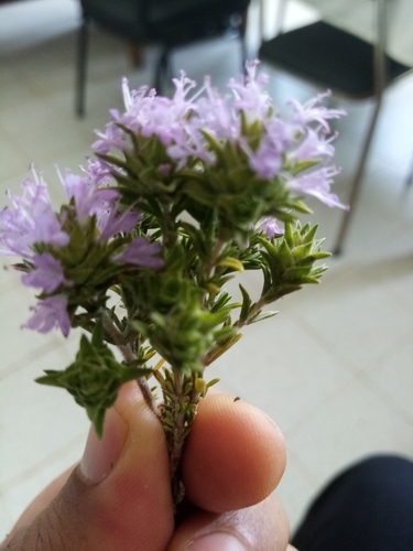 Spanish Oregano