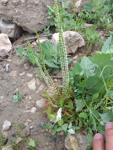 statice (Limonium leptostachyum)