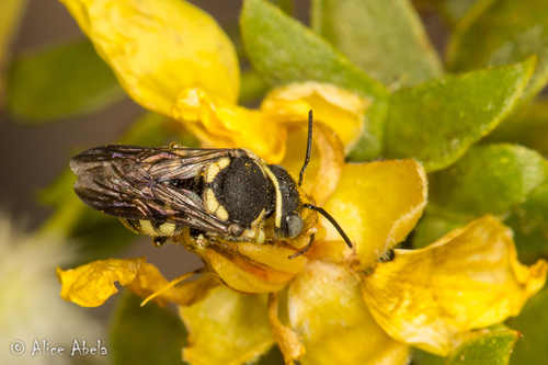 Anthidiellum ehrhorni