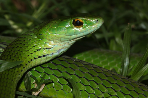 Western Green Snake