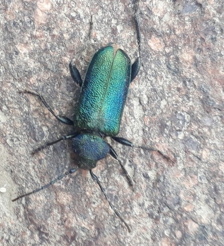 Violet tanbark beetle