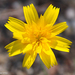 Hairy Hawkbit - Photo (c) Valter Jacinto, all rights reserved