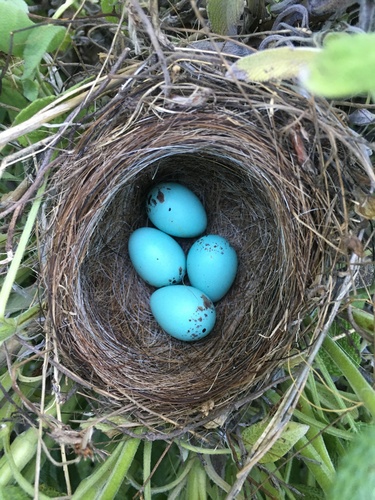 Dickcissel