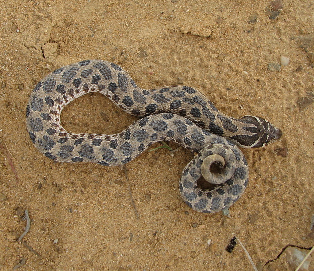 Plains Hognose Snake from sunshine rd, durant, ok N34 02'47.58