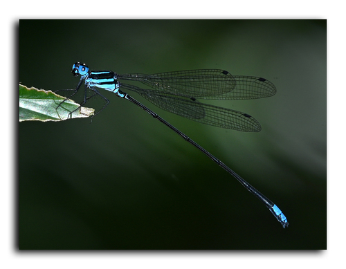 Esme mudiensis Fraser, 1931