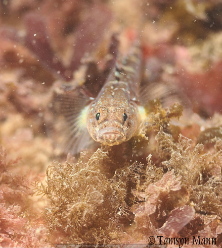 Pomatoschistus