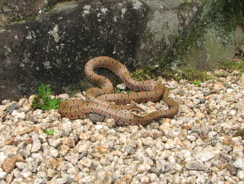 Japanese Forest Ratsnake