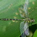 Paddled Clubtail - Photo (c) Reji Chandran, all rights reserved, uploaded by Reji Chandran