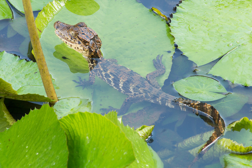 Spectacled Caiman