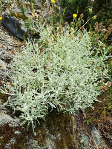 Ligurian lavender-cotton (Santolina ligustica)
