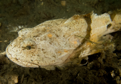 Great Sculpin