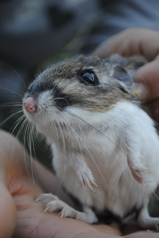 Narrow faced Kangaroo Rat Dipodomys venustus iNaturalist