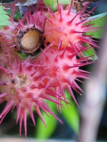 Spiny Leaf Gall Wasp