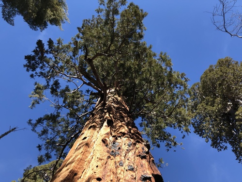giant sequoia