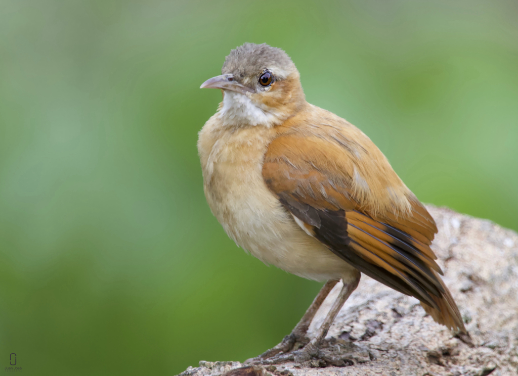 Caribbean Hornero (Furnarius longirostris) photo