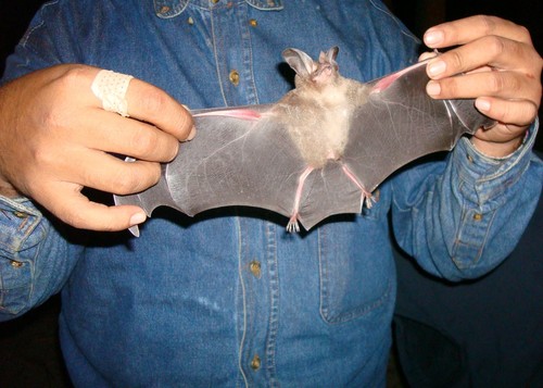 Davis's round-eared bat
