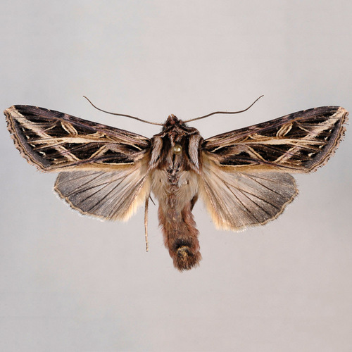 Girdler Moth | Native Nature