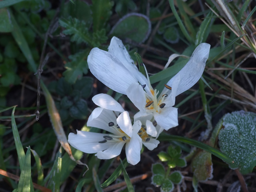 Colchicum burttii