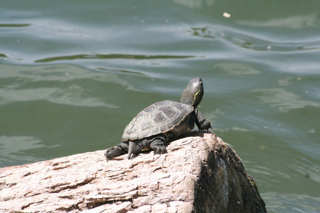 Chinese Pond Turtle in May 2021 by marie DM. I thought it was a red ...