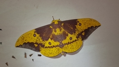 Eacles imperialis image