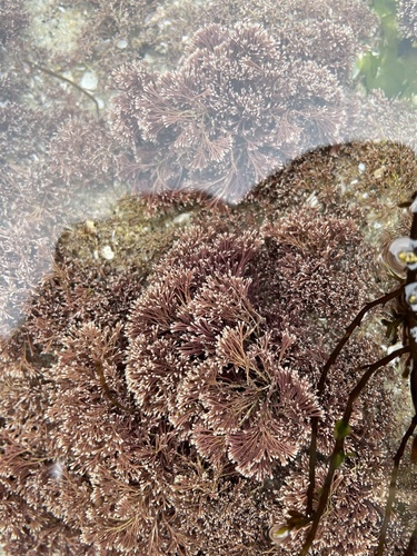 photo of Red Coralline Algae (Jania)