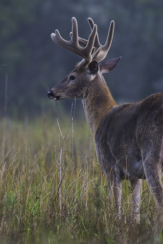 Odocoileus virginianus