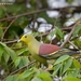 Sri Lanka Green-Pigeon - Photo (c) Savani Sewwandi, all rights reserved, uploaded by Savani Sewwandi
