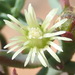 Mesembryanthemum granulicaule - Photo (c) Nicola van Berkel, todos los derechos reservados, uploaded by Nicola van Berkel