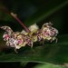 Bulbophyllum refractilingue - Photo (c) Chien Lee, כל הזכויות שמורות, הועלה על ידי Chien Lee
