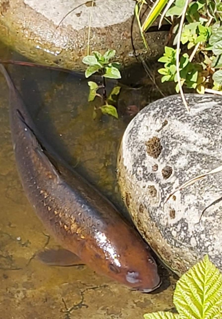 European Carp from High Canons Farm, Shenley, Borehamwood WD6 5PL, UK ...