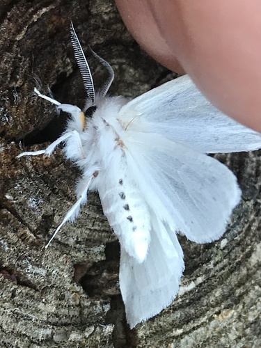 Agreeable Tiger Moth