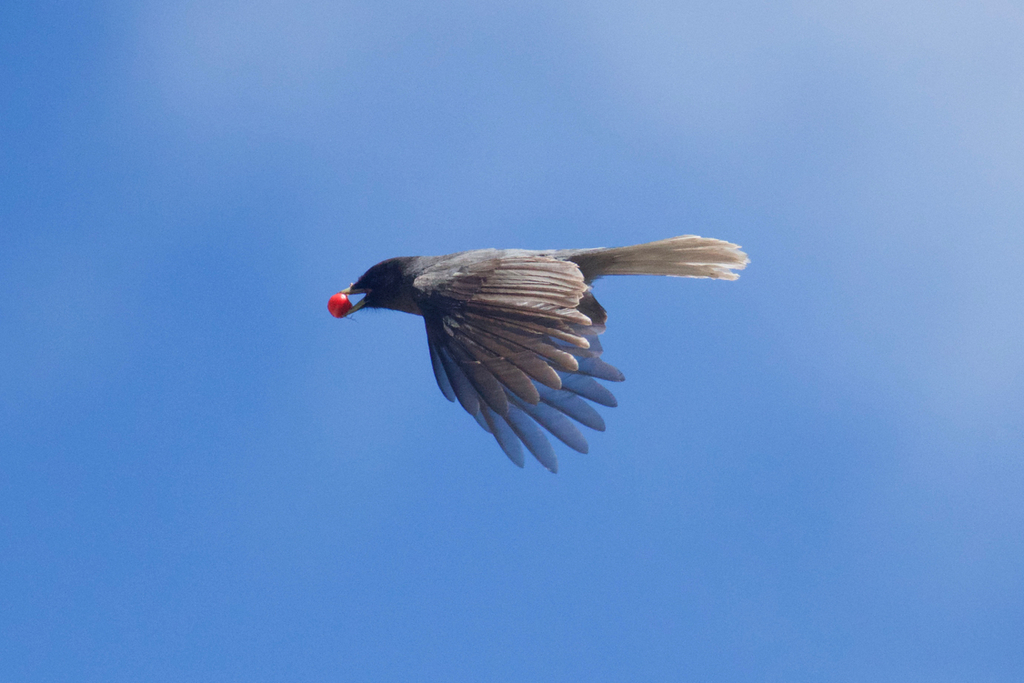 Sichuan Jay (Perisoreus internigrans) · iNaturalist