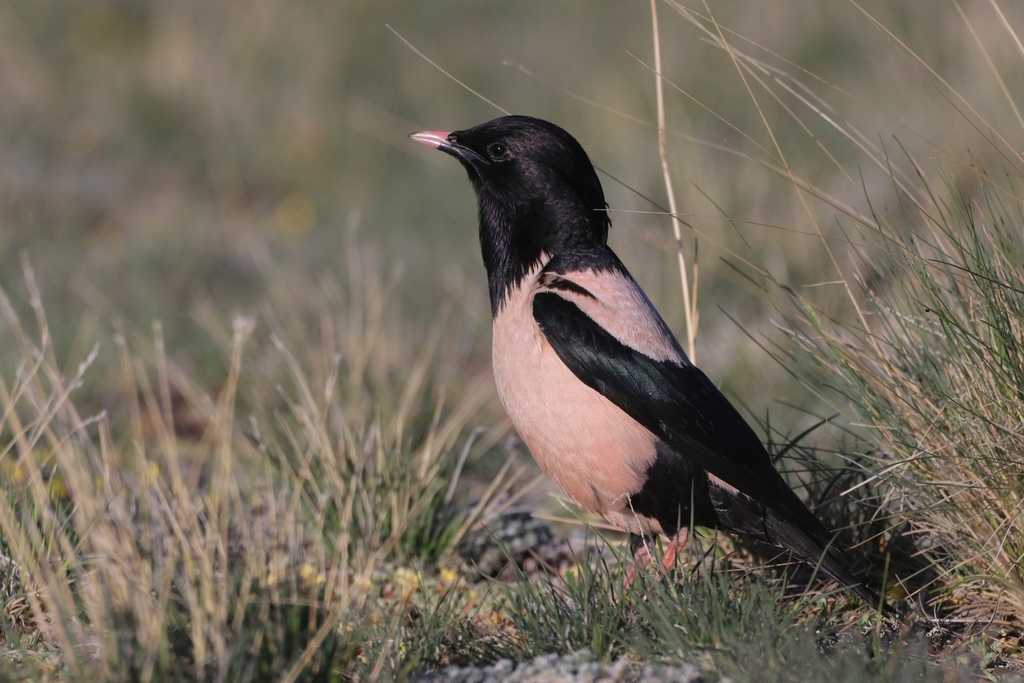 Rosy Starling (Pastor roseus) · iNaturalist United Kingdom