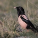 Rosy Starling - Photo (c) Денис Жбир, all rights reserved, uploaded by Денис Жбир