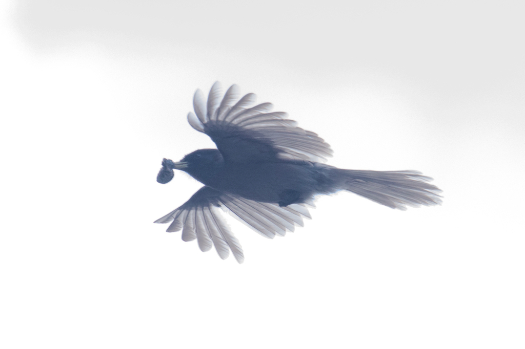 Sichuan Jay (Perisoreus internigrans) · iNaturalist