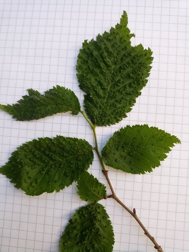 Elm Leaf Gall Mite