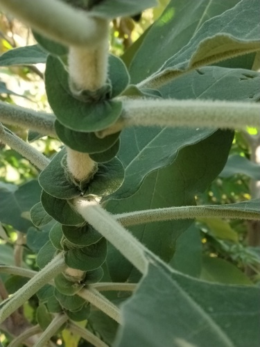 bugweed
