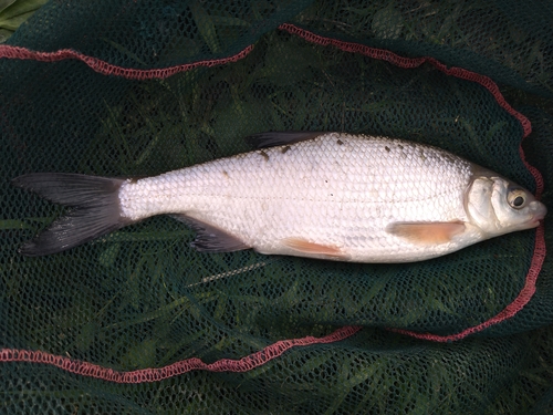 Vimba Bream