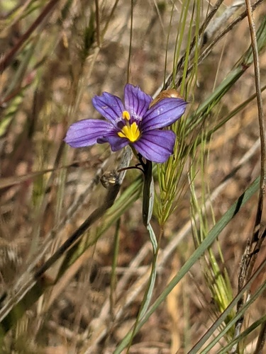 iNaturalist observation photo of western blue-eyed grass