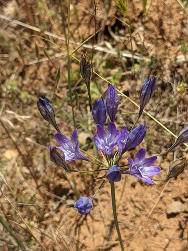 iNaturalist observation photo of Ithuriel's Spear