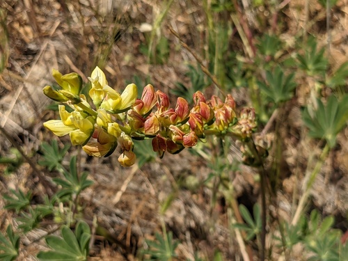 iNaturalist observation photo of lupines