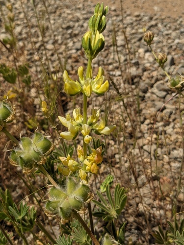 iNaturalist observation photo of lupines