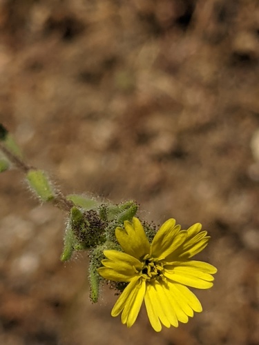 iNaturalist observation photo of grassy tarweed