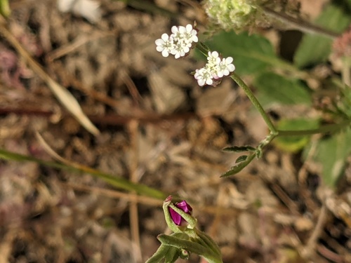 iNaturalist observation photo of hedge parsleys