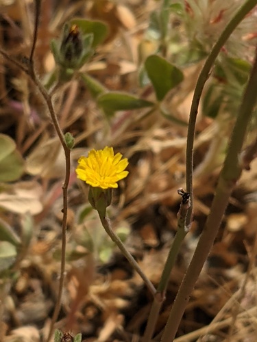 iNaturalist observation photo of Smooth Cat's Ear