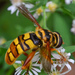 Virginia Giant Hover Fly - Photo (c) Angella Moorehouse, all rights reserved, uploaded by Angella Moorehouse