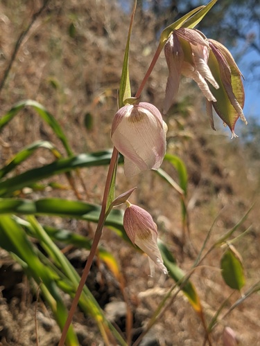 iNaturalist observation photo of White Globe Lily